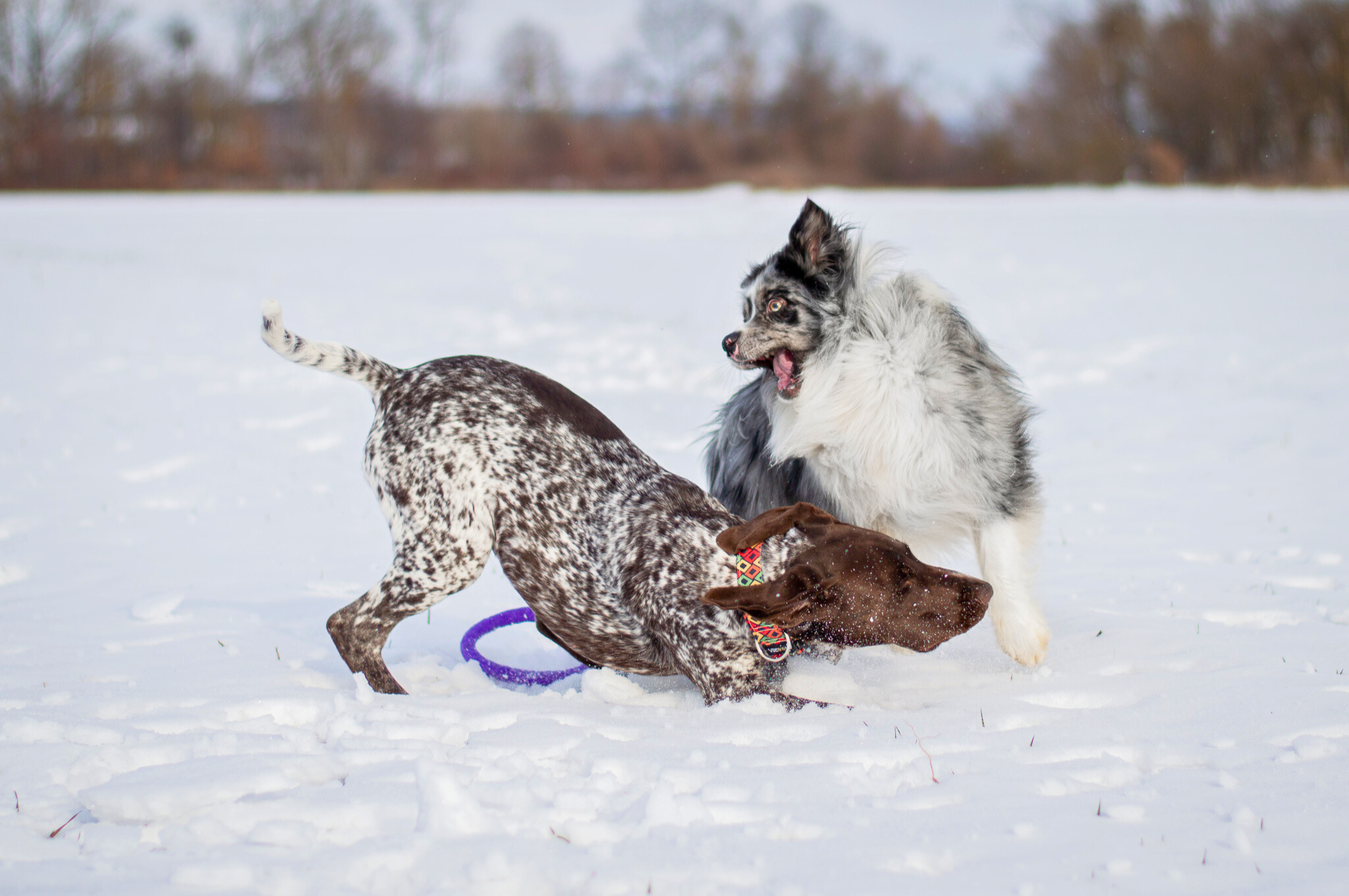 ani zima im nezabráni v pohybe